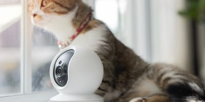 Rote Katze neben Überwachungskamera