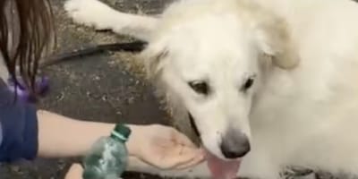 Rotterdammer Ramon redt hond uit hete auto bij pretpark in Duitsland