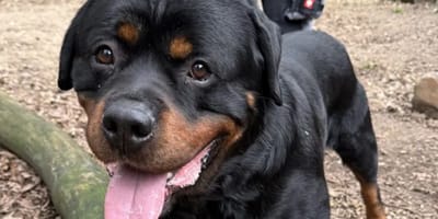 Rottweiler Armos