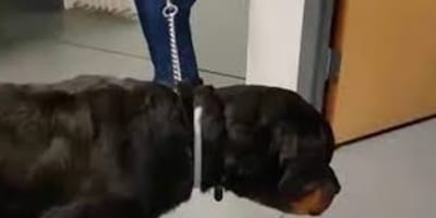 Rottweiler chez le vétérinaire