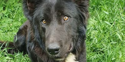 rover-perro-adopcion-huelva