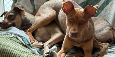 Roxanne Kwant red mishandelde hond op Curacao