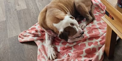 Hond Rugger