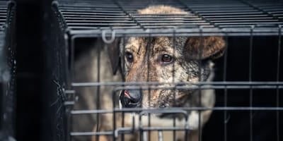 Rumänischer Straßenhund im Käfig