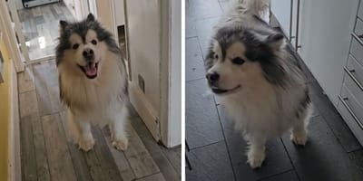 Rupert, an Alaskan Malamute dog