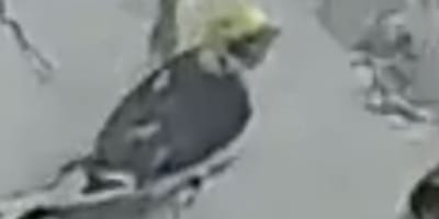 Russel l'oiseau