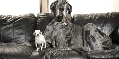 's werelds grootste en kleinste hond ontmoeten elkaar