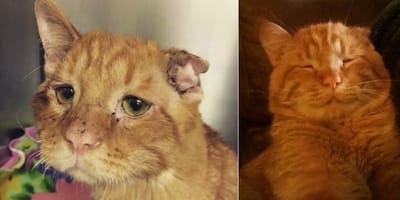 L Incroyable Transformation Du Chat Le Plus Triste Du Web Apres Son Adoption L Incroyable Transformation Du Chat Le Plus Triste Du Web Apres Son Adoption