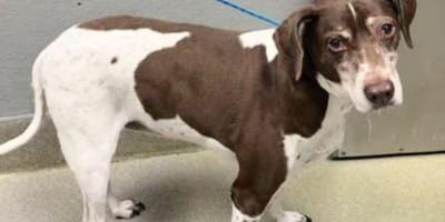 Cagnolina bianca e marrone