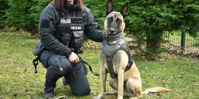 Sächsischer Polizeihund