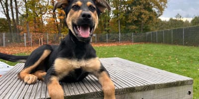 Sala is op zoek naar een nieuw thuis. Adopteer jij haar?