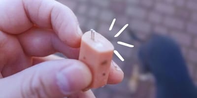 Saucisses avec des aiguilles pour les chiens