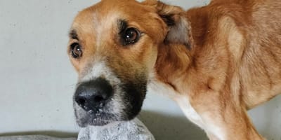 Sally, la chienne maltraitée