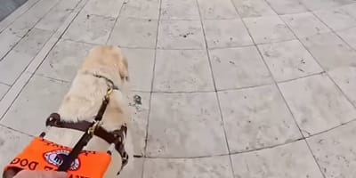 Sampson chien d'aveugle