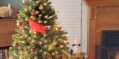 Su golden retriever odia la sesión de fotos