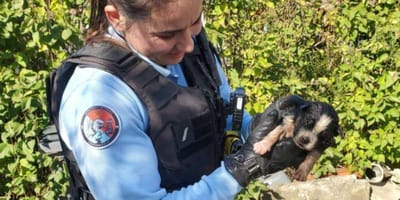 Sauvetage chien gendarmerie