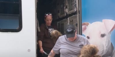 Sauvetage de chiens