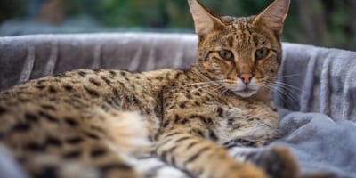 Savannah-Katze