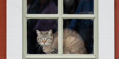 scandinavische kattennamen