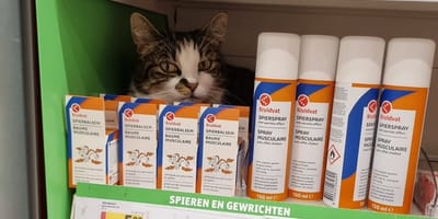 Scar, de kat in Maastricht die overal binnenkomt