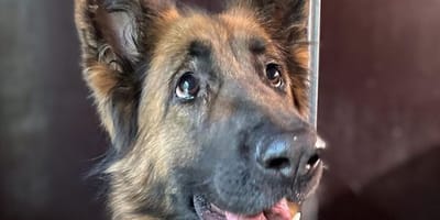 Owczarek niemiecki Luna