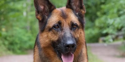 Schäferhündin Mina