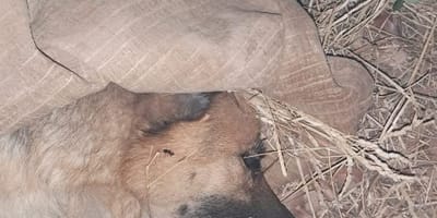 Schäferhund vergiftet wegen Stierkampf-Absage