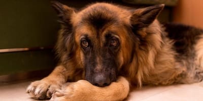 Duitse herderpup
