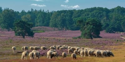Schapen in Epe worden beschermd door speciaal Italiaans hondenras