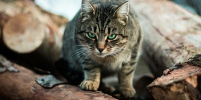 Schiermonnikoog gaat zwerfkatten vangen met drones en warmtecamera's