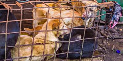 Schlachthunde im Käfig