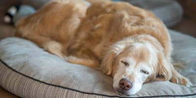 Golden Retriever âgé endormi