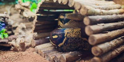 Schlange im Terrarium