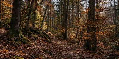 Schlimme Entdeckung in Kölner Wald