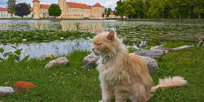 Schloss-Kater Sheldon ist verschwunden