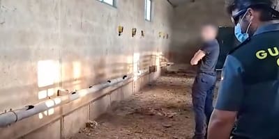 Schokkende vonst in Spanje op boerderij met meer dan 30 dode honden