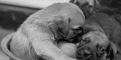 Schokkende zaak in België waar man 7 puppy's doodt