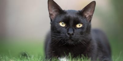 Schwarze Katze