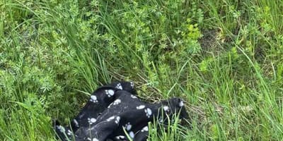 Schwarze Kuscheldecke im Gras