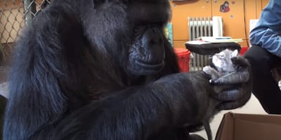 Black gorilla holding grey kitten in her hand