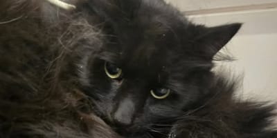 Schwarzer, zerzauster Kater