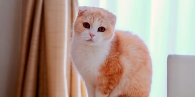Scottish Fold