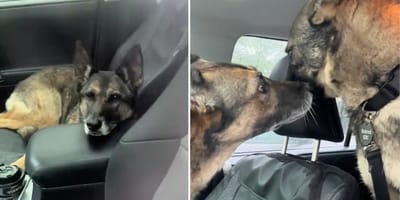 Schermafbeeldingen van de video van de twee honden