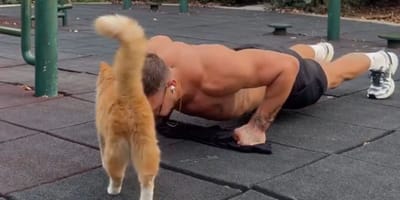 Sport-Einheit und Katze