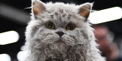 Mais Qui Sont Ces Chats Frises Qui Font Craquer Les Internautes Photos