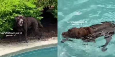 Senior dog by pool and swimming
