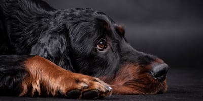 setter sur sfondo nero