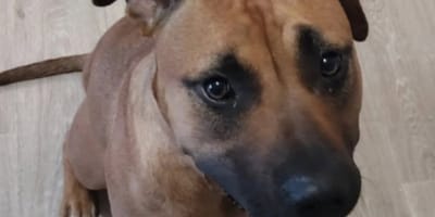 Seven la chienne