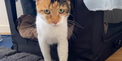 Shannon la chatte
