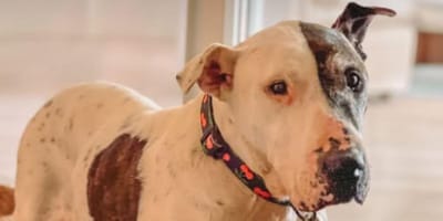 Shelter dog at hotel